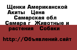 Щенки Американской Акиты › Цена ­ 30 000 - Самарская обл., Самара г. Животные и растения » Собаки   